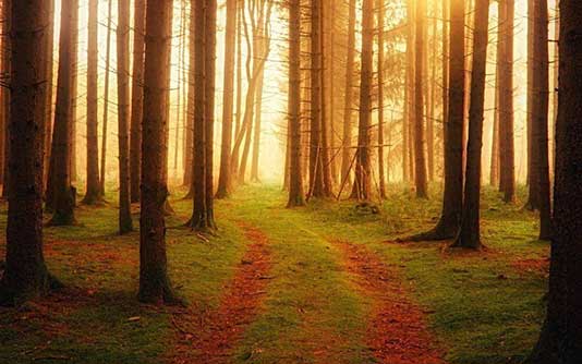 What is forest therapy?