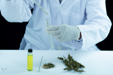 Cannabis