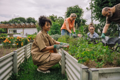 Four people with medium and light skin tending to a raised garden bed filled with green plants.